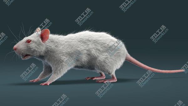 images/goods_img/20210312/Rat (Fur) 3D model/2.jpg